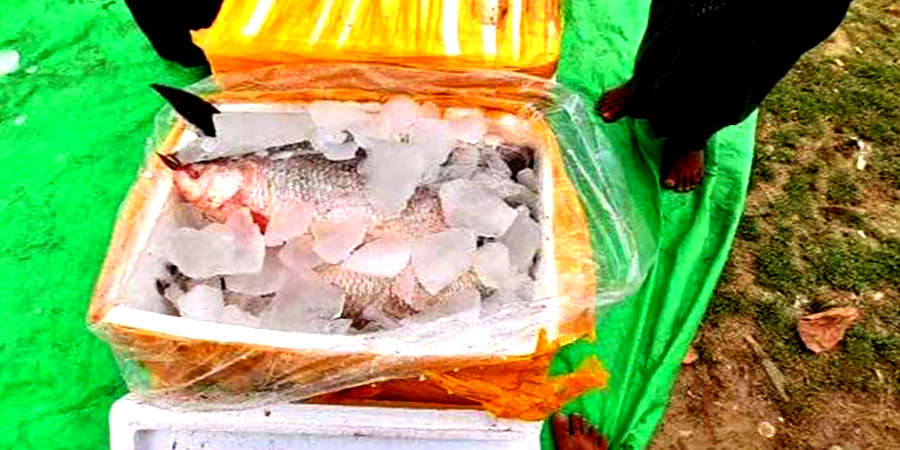 မောင်တောမှ ဘင်္ဂလားဒေ့ရှ်သို့ ငါးမြစ်ချင်းတန်ချိန် ၁၀၀ ခန့် ပြန်လည်တင်ပို့