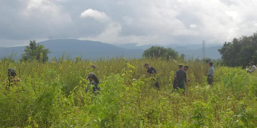 ရိက္ခာဖြည့်တင်းရန် ABSDF တပ်ဖွဲ့က စပါးနှင့် ဆီထွက်သီးနှံများ စိုက်ပျိုး