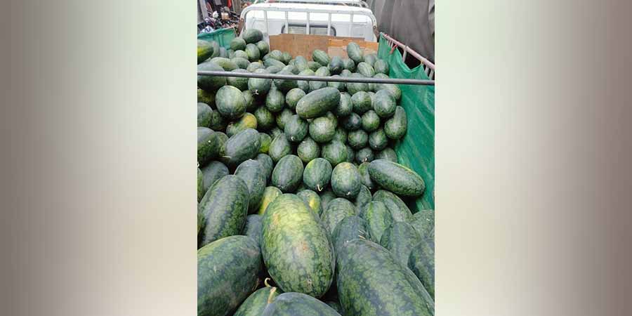 ဖရဲသီးစျေးကောင်းမရ၍ တောင်သူရော ကုန်သည်ပါ အရှုံးပေါ်