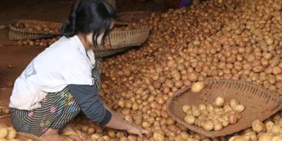 တရုတ်အာလူးများစျေးကွက်ထဲဝင်လာပြီး ​ဒေသထွက်အာလူးစျေးကျ
