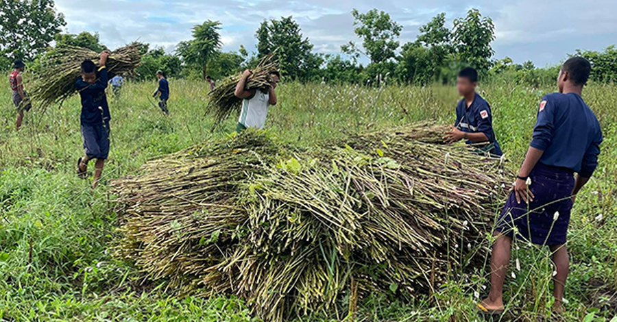 ဂန့်ဂေါ PDF က ဒေသခံ တောင်သူများကို သီးနှံ ကူညီရိတ်သိမ်းပေး