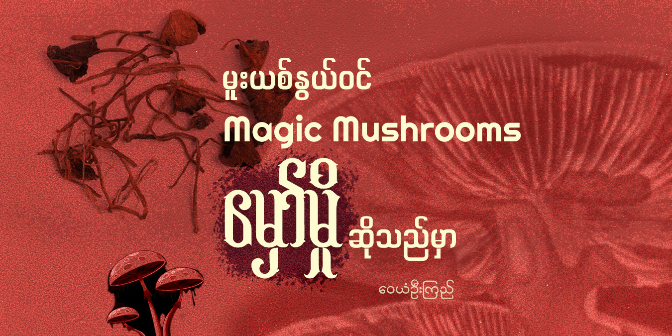 မူးယစ်နွယ်ဝင် Magic Mushrooms (မှော်မှို) ဆိုသည်မှာ