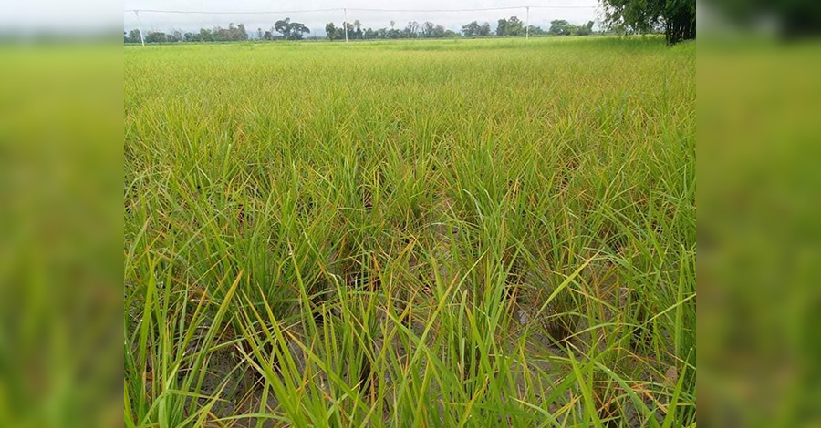 ဓာတ်မြေဩဇာသယ်ယူခွင့် စစ်ကောင်စီ တားမြစ်ထားသဖြင့် တောင်သူများ အခက်ကြုံ