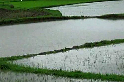 သဲကုန္းၿမိဳ႕နယ္တြင္ မုိးသည္းထန္၊ လယ္ဧက ၁ ေသာင္းေက်ာ္ ေရနစ္ျမဳပ္