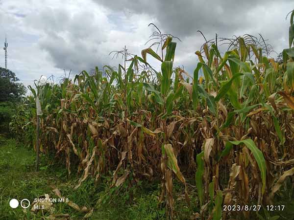 ကုန်ကျစရိတ်များပြီး ဈေးကောင်းမရသဖြင့် ပြောင်းစိုက်တောင်သူများ အဆင်မပြေ