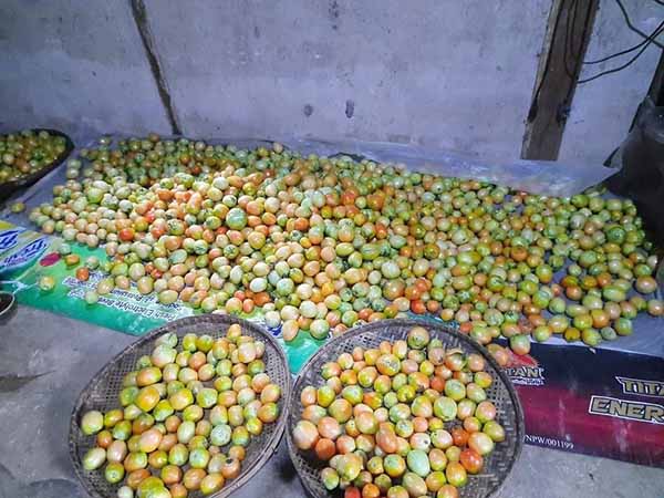 ခရမ်းချဥ်သီးစျေးနှုန်း ထက်ဝက်ကျော်ကျဆင်းသဖြင့်  တောင်သူများ အရှုံးပေါ်
