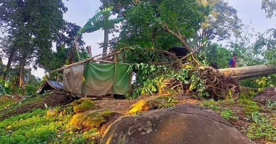 မိုးမောက်မြို့နယ်၌ လေပြင်းတိုက် သစ်ပင်ပိမိပြီး အမျိုးသား ၁ ဦးသေဆုံး