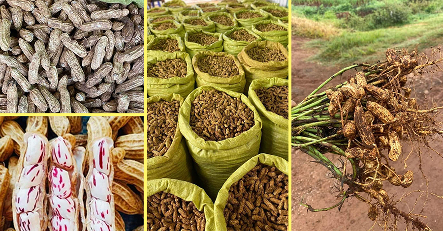 တရုတ်က အဝယ်လိုက်သဖြင့် မြေပဲကြားဈေး စံချိန်တင်မြင့်တက်