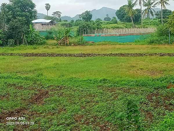 သရက်ခရိုင်တွင် မိုး​နည်းသဖြင့် တောင်သူများ စပါးစိုက်မရဖြစ်နေ