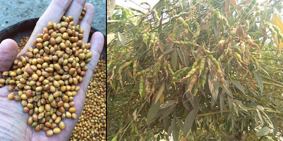 မြန်မာ့ပဲစင်းငုံဈေး ဆက်လက်အားကောင်းနေ