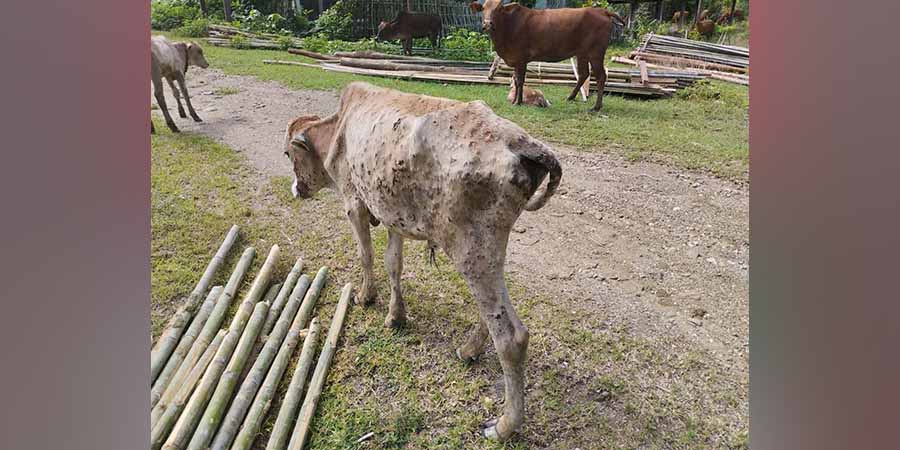 ဆောမြို့နယ်တွင် ကျွဲ နွားများ သွပ်ရောဂါဖြစ်နေ