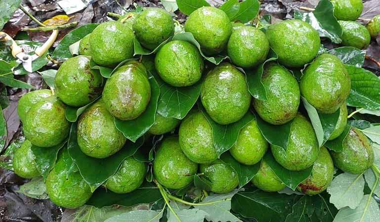 မြန်မာ့ထောပတ်သီးကို ​ဘာရိန်းဝယ်ယူမည်