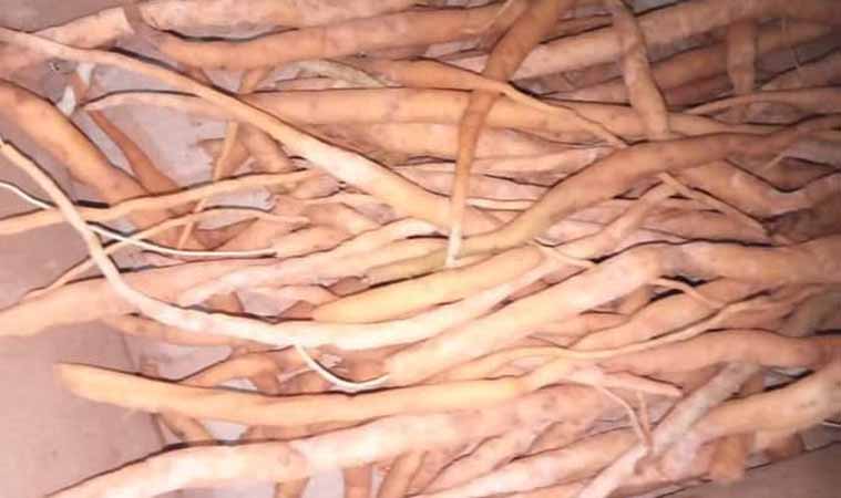 ရှဉ့်မတက်ဥများ အဝယ်လိုက်ဈေးကောင်းနေ
