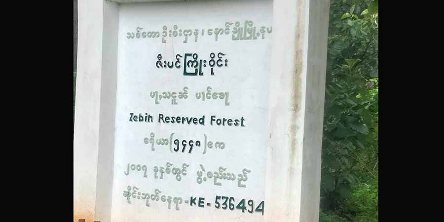 နောင်ချို ဇီးပင်ကြိုးဝိုင်းက ထင်းရှူးပင်များကို စစ်ကောင်စီတပ်သားများ ခုတ်ရောင်းနေ