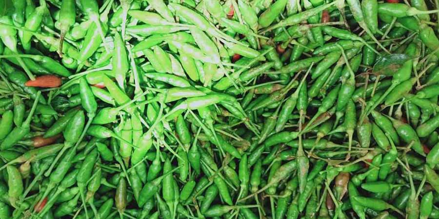 ငရုတ်သီးစိမ်း ဈေးကျဆင်းနေသဖြင့် တောင်သူများ အရှုံးပေါ်