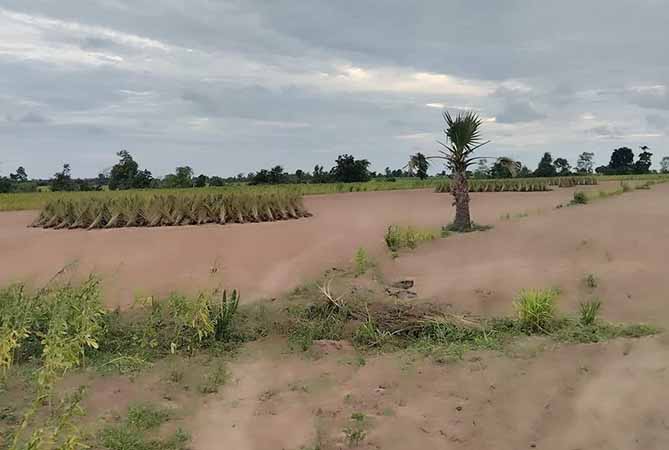 အထွက်နည်းပြီး စျေး​ကောင်းမရသဖြင့် နှမ်းစိုက်တောင်သူများ အရှုံးပေါ်