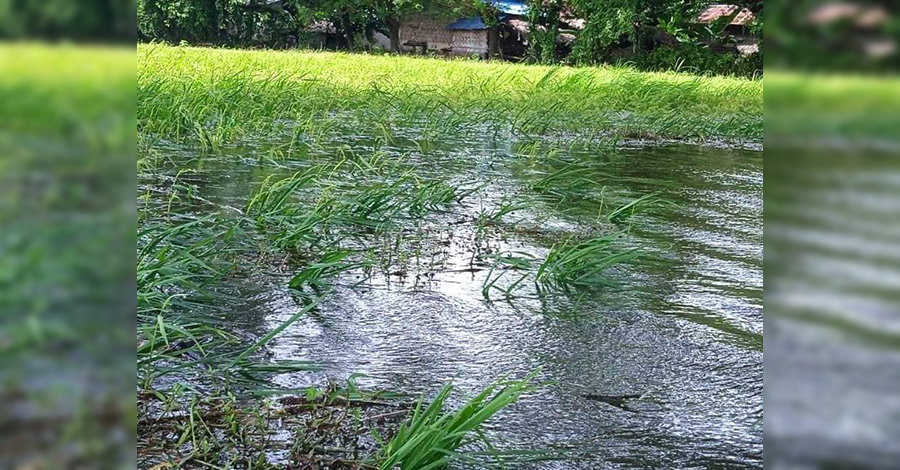 လေးမျက်နှာမြို့တွင် ငဝန်မြစ်ရေတက်ပြီး လယ်များရေမြုပ်၊ စပါးခင်းများပျက်စီး