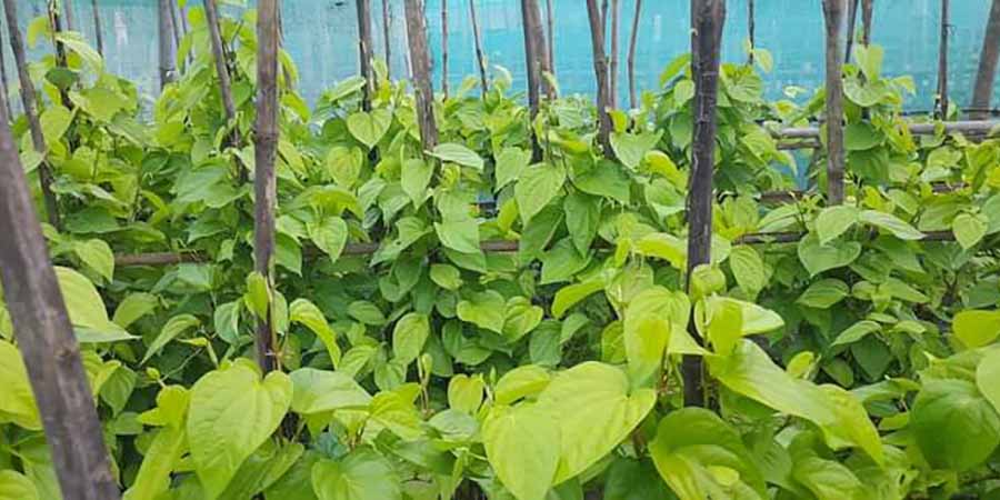 သထုံတွင် ကွမ်းရွက်ဈေးကောင်းသော်လည်း စိုက်ပျိုးရေး လုပ်သားရှားပါးနေ