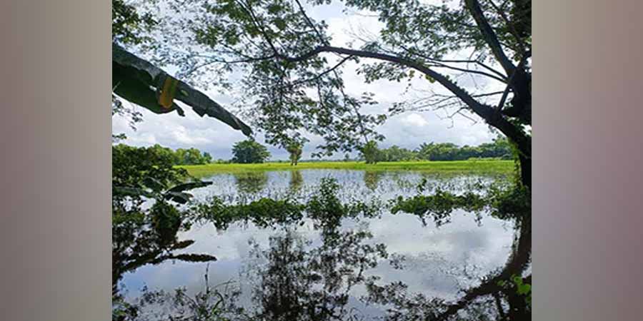 ဟင်္သာတတွင် မိုးသည်းထန်ပြီး လယ်များရေမြုပ်၊ စပါးခင်းများပျက်စီး