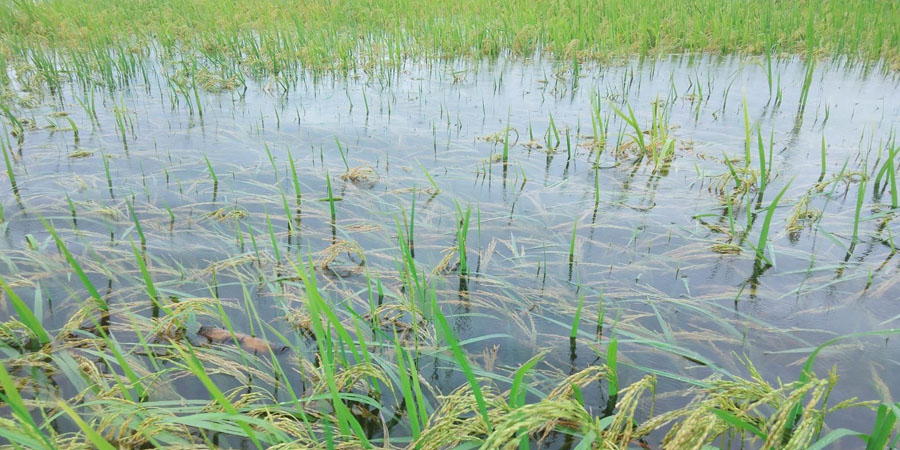 ပဲခူးတိုင်းအနောက်ခြမ်းတွင် လယ်များရေမြုပ်ပြီး စပါးခင်းများပျက်စီး