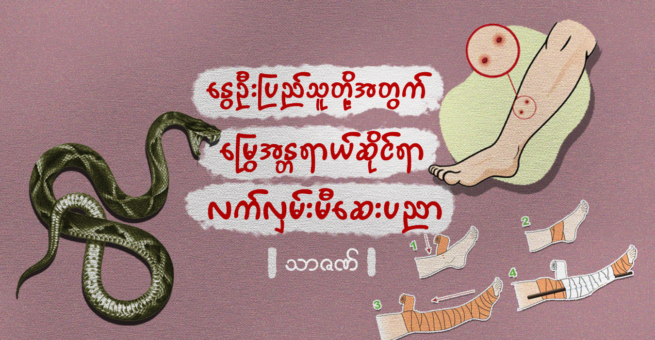 နွေဦးပြည်သူတို့အတွက် မြွေအန္တရာယ်ဆိုင်ရာ လက်လှမ်းမီဆေးပညာ