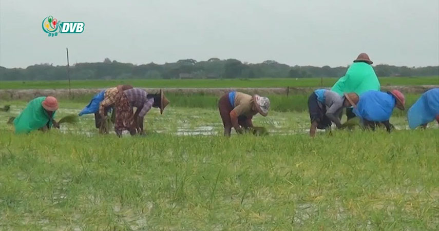 တစ်ဧက စပါးစိုက်စရိတ် ဆန်စပါးအသင်းချုပ်၏ ခန့်မှန်းတွက်ချက်မှု လက်တွေ့မကျဟု  တောင်သူများပြော 