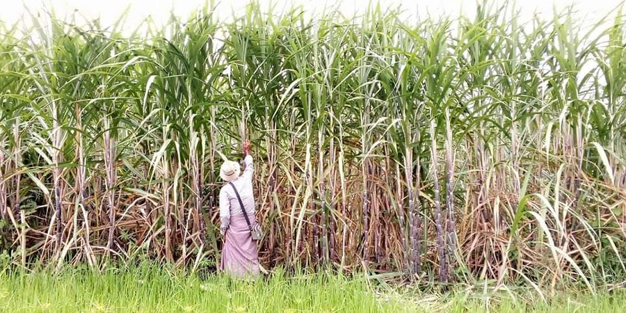ကြံစျေးတိုးမြှင့်လာသော်လည်း  တောင်သူများ တွက်ခြေမကိုက်
