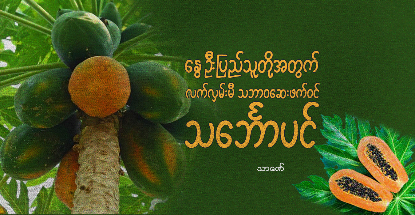 နွေဦးပြည်သူတို့အတွက် လက်လှမ်းမီ သဘာဝဆေးဖက်ဝင် သင်္ဘောပင်