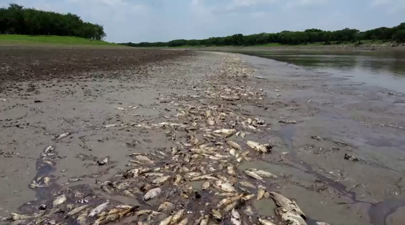 မိုးခေါင်ရေရှား ဒဏ်ခံနေရသည့် အမေဇုန်ဒေသခံများအတွက် ဘရာဇီးလ်အစိုးရက ကူညီမည် 