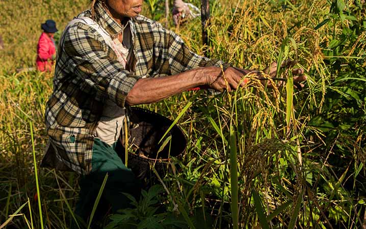 ကချင်ပြည်နယ်က ရွှေ့ပြောင်းတောင်ယာရိတ်သိမ်းချိန် (ဓာတ်ပုံ)