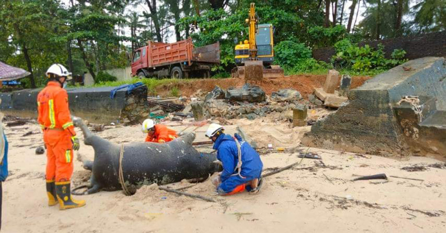 ငပလီကမ်းခြေတွင် ကျွဲ နွားအသေ ၁၀ ကောင်ကျော်ခန့် သောင်တင်