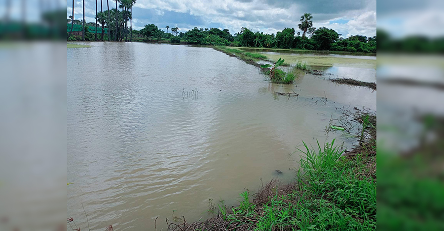 ခင်ဦးတွင် ရေကြီးမှုကြောင့် စပါး ဧက ၈၀ ကျော် ပျက်စီး