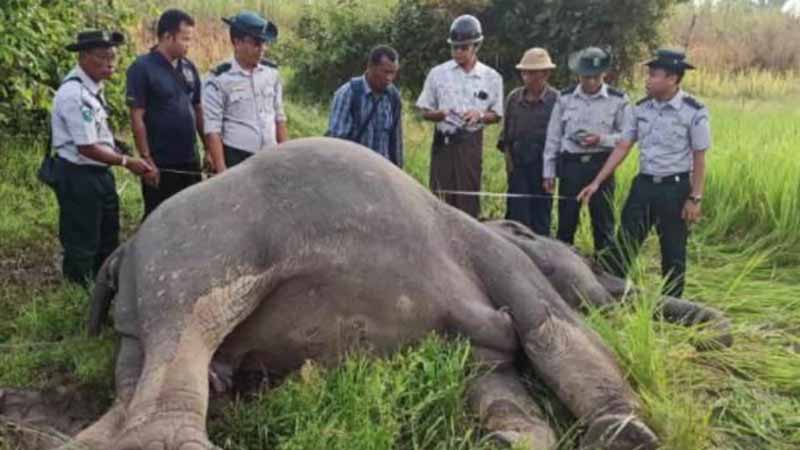 တိုက်ကြီးမြို့တွင် ဆင်တကောင် လျှပ်စစ်ဝါယာကြိုးကိုက်မိပြီး ဓာတ်လိုက်သေဆုံး