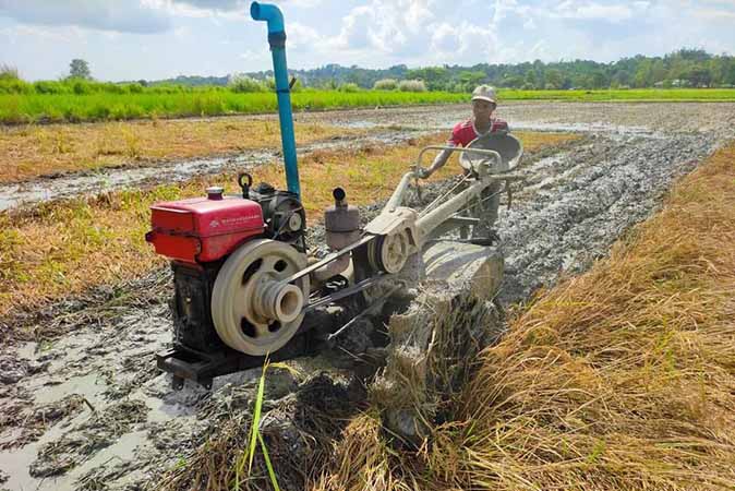 ရိတ်သိမ်းခကြီးမြင့်သဖြင့် ရေမြုပ်စပါးခင်းများကို ဖျက်ဆီးနေရ