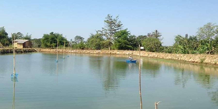 ပဲခူးမြို့တွင် ရေကြီးမှုကြောင့် ငါးကန်ဧက ၂,၂၀၀ ကျော် ပျက်စီးဆုံးရှုံး
