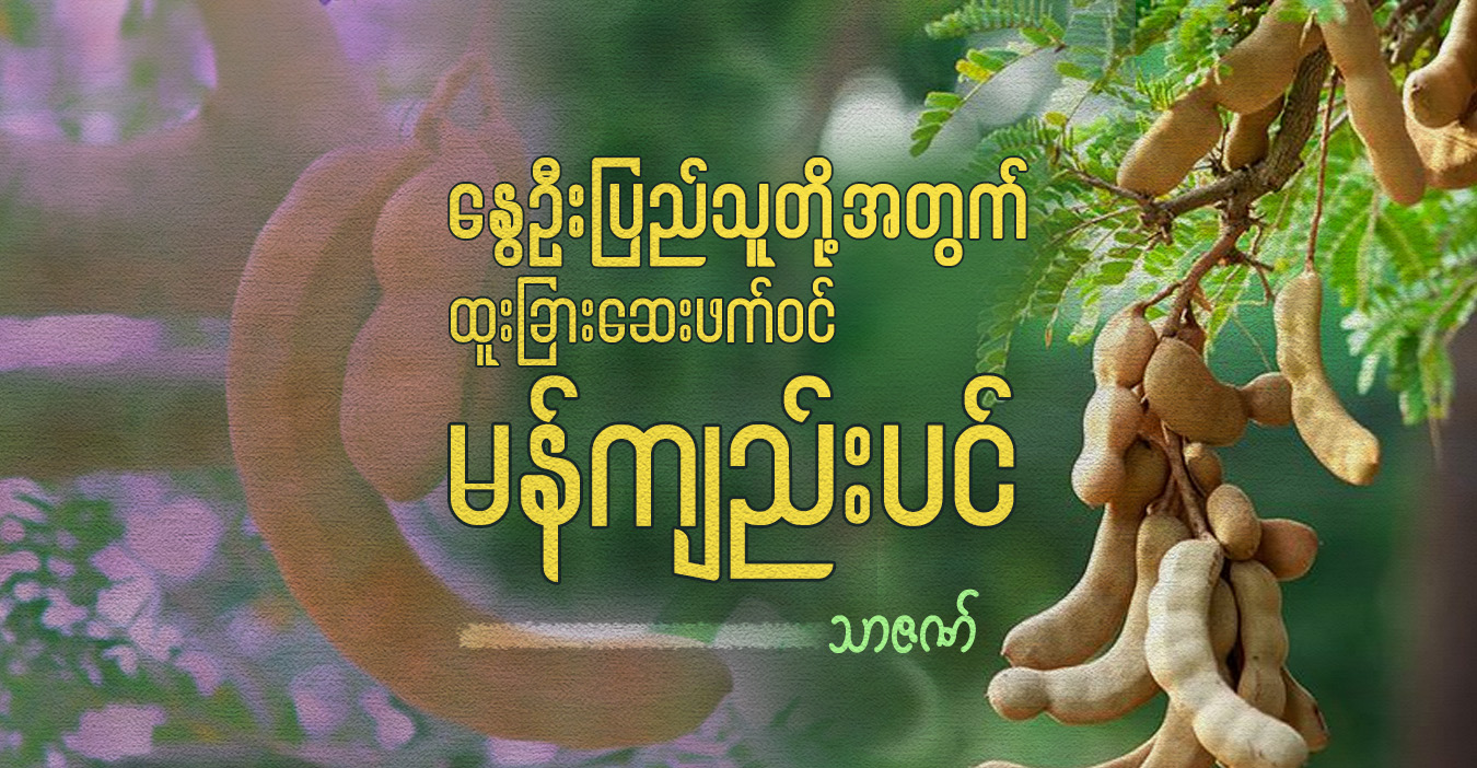 နွေဦးပြည်သူတို့အတွက် ထူးခြားဆေးဖက်ဝင် မန်ကျည်းပင်