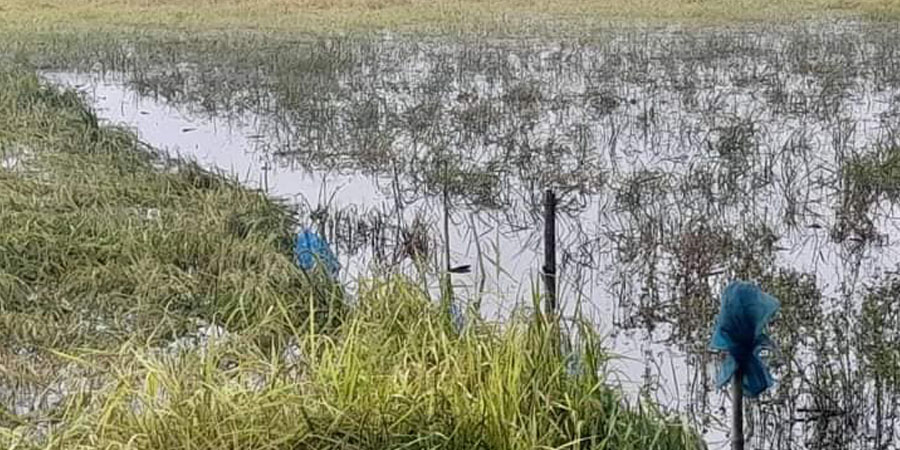 စစ်တောင်းမြစ်ရေ မြင့်တက်သဖြင့် ညောင်လေးပင်ခရိုင်တွင် စပါးခင်းများပျက်စီး