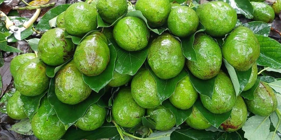 မြန်မာ့ထောပတ်သီးကို အိန္ဒိယနှင့် ပြင်သစ်က ဝယ်ယူမည်