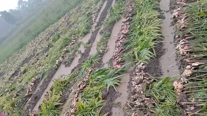 ပင်လောင်းတွင် အချိန်မတန်သေးဘဲ ချင်း(ဂျင်း)များတူးနေရသဖြင့် တောင်သူများ အခက်ကြုံ
