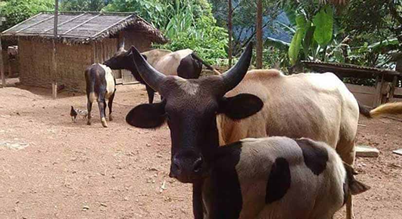 မတူပီတွင် နွားနောက်များ ခွာနာရောဂါဖြစ်ပြီး သေဆုံး