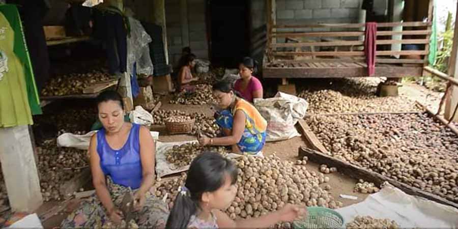 ပန်းဂေါ်ဖီနှင့် အာလူးစိုက်တောင်သူများ အရှုံးပေါ်၊ မြန်မာဖရဲ တရုတ်အဝယ်နည်း 