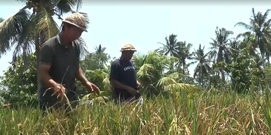 အယ်လ်နီညိုကြောင့် အင်ဒိုနီးရှားလယ်သမားများ အသီးအရွက်ပြောင်းစိုက်