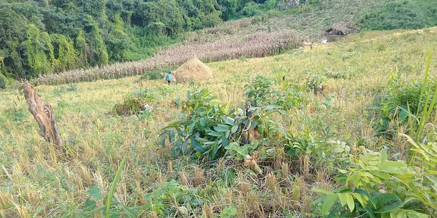 တိုက်ပွဲကြောင့် ရှမ်းမြောက်ဒေသက တောင်သူများ စပါးရိတ်သိမ်းရန် အခက်ကြုံ