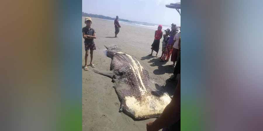 ဟိုင်းကြီးကျွန်းတွင် ရှားပါး ဝေလငါးမန်း ၁ ကောင် သောင်တင်သေဆုံး