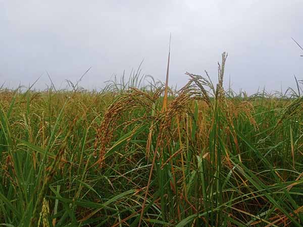 ဒေသမတည်ငြိမ်မှုနှင့် မိုးရွာသွန်းမှုတို့ကြောင့် ရခိုင်တွင် စပါးရိတ်ရန်အခက်တွေ့