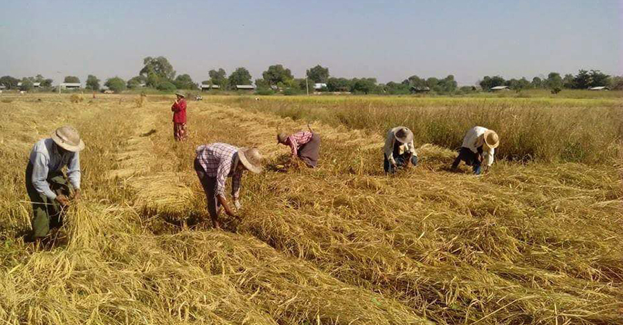 စပါးရိတ်ခြွေခ မြင့်တက်နေသဖြင့် ဧရာဝတီတိုင်းက လယ်သမားများ အခက်ကြုံ