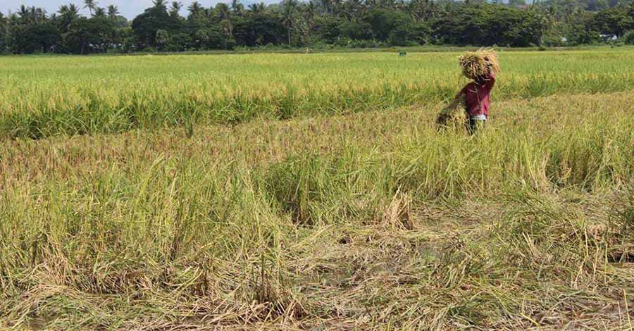 ကြွေးကျန် အဓမ္မပြန်တောင်းသဖြင့် ဧရာဝတီတိုင်းက လယ်သမားများ အခက်ကြုံ