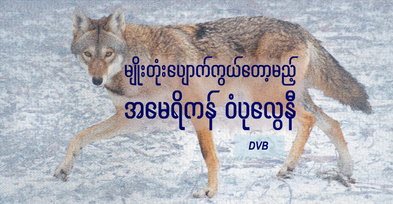 မျိုးတုံးပျောက်ကွယ်တော့မည့် အမေရိကန် ဝံပုလွေနီ