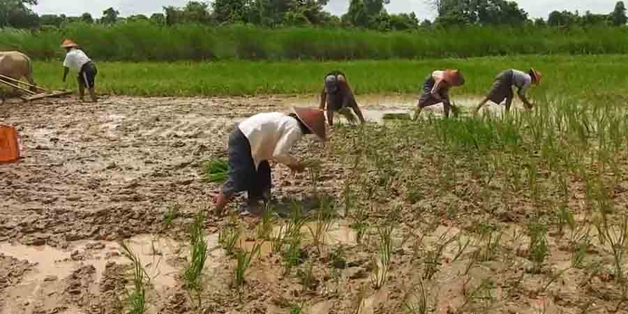 လယ် ၁၀ ဧကအထက်ပိုင် တောင်သူများကို ၁ ဧကလျှင် ကျပ် ၄ သိန်းနှုန်း ထုတ်ချေးရန် စီစဥ်နေ 