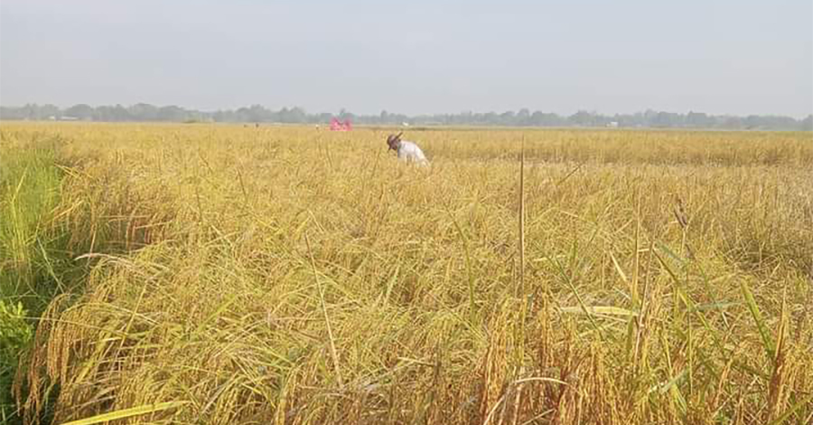 နွေစပါးစိုက်မည့်လယ်သမားများကို တဧကကို စက်သုံးဆီ ၄ ဂါလန် ရောင်းပေးမည်